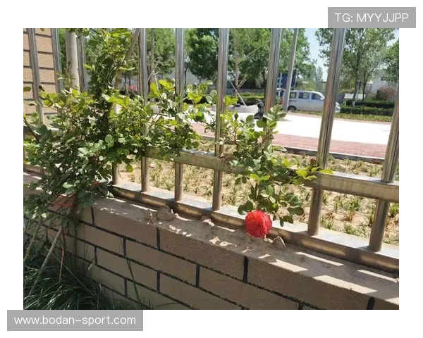 开云新用户波胆优惠赛事预热避坑防骗